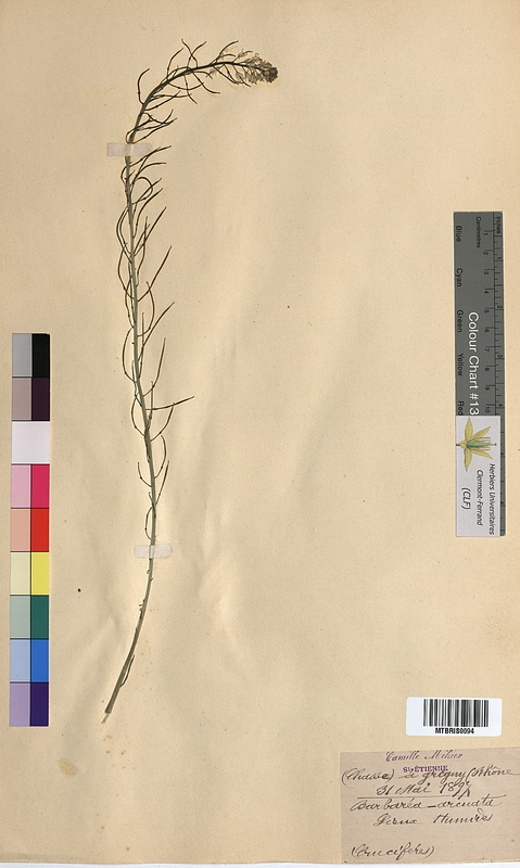 Barbarea arcuata (Brassicaceae)