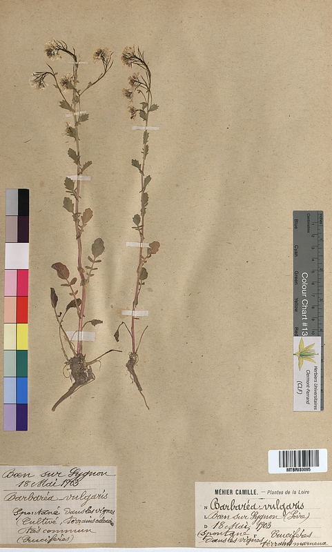 Barbarea vulgaris (Brassicaceae)