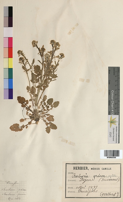 Barbarea praecox (Brassicaceae)
