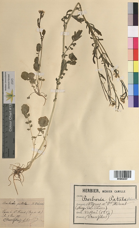 Barbarea patula (Brassicaceae)