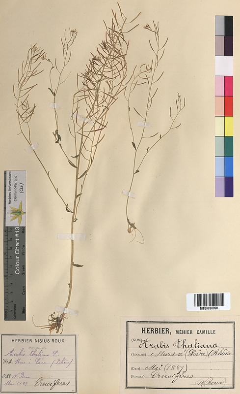 Arabis thaliana (Brassicaceae)