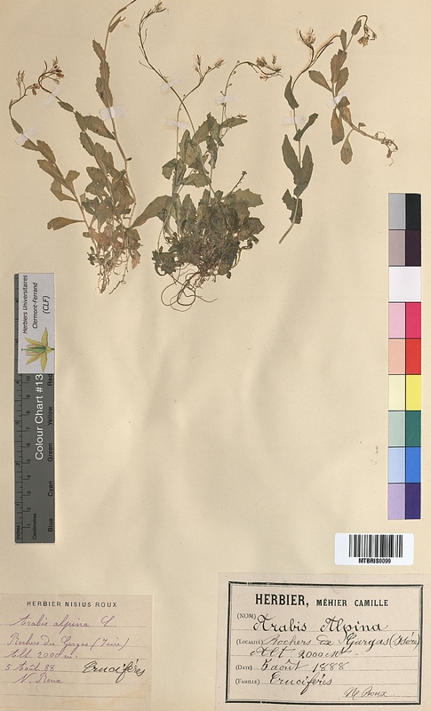 Arabis alpina (Brassicaceae)