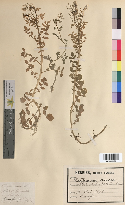 Cardamine amara (Brassicaceae)