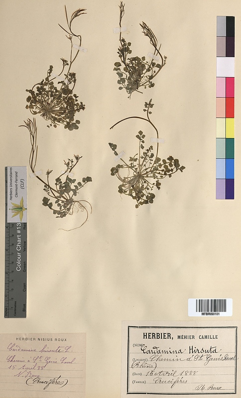 Cardamine hirsuta (Brassicaceae)