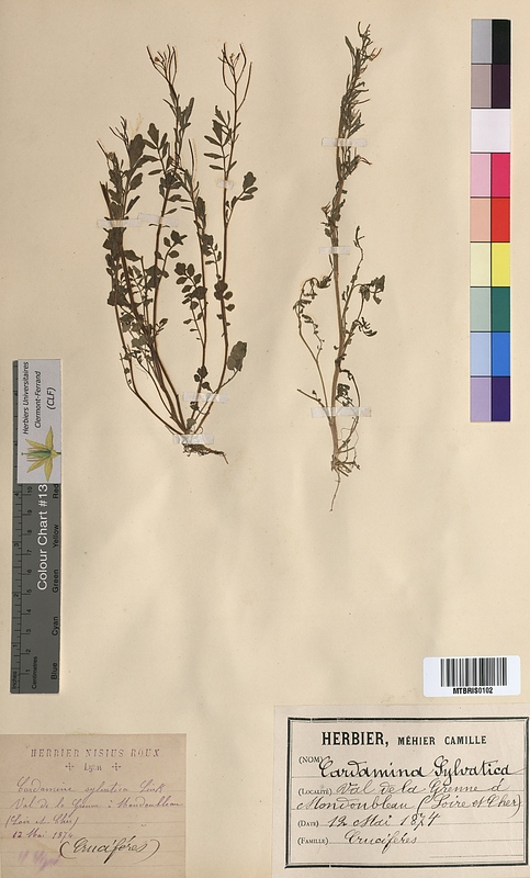Cardamine sylvatica (Brassicaceae)