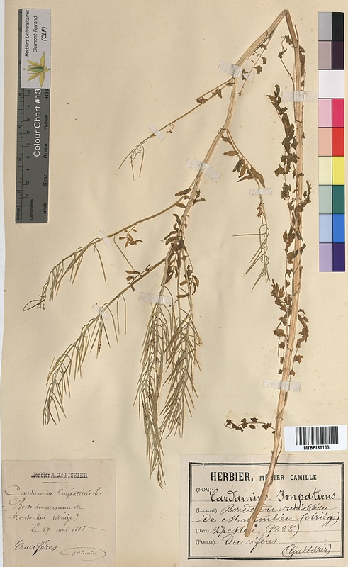 Cardamine impatiens (Brassicaceae)