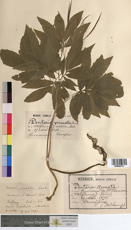 Dentaria pinnata (Brassicaceae)