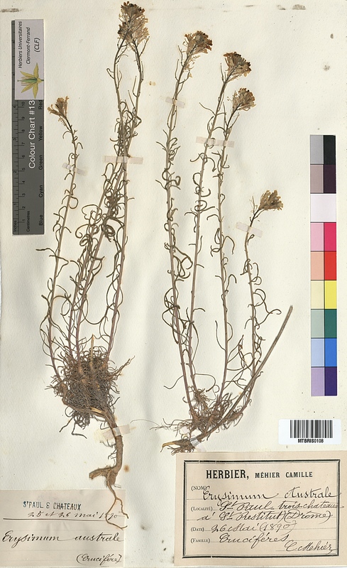 Erysimum australe (Brassicaceae)