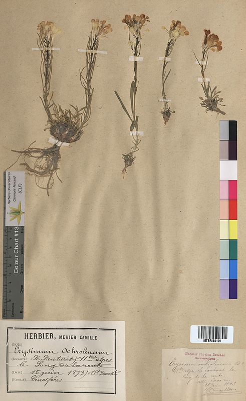 Erysimum ochroleucum (Brassicaceae)