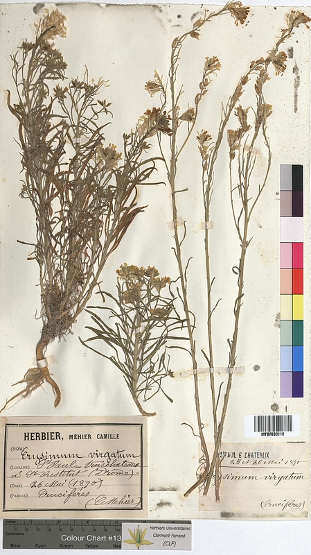 Erysimum virgatum (Brassicaceae)