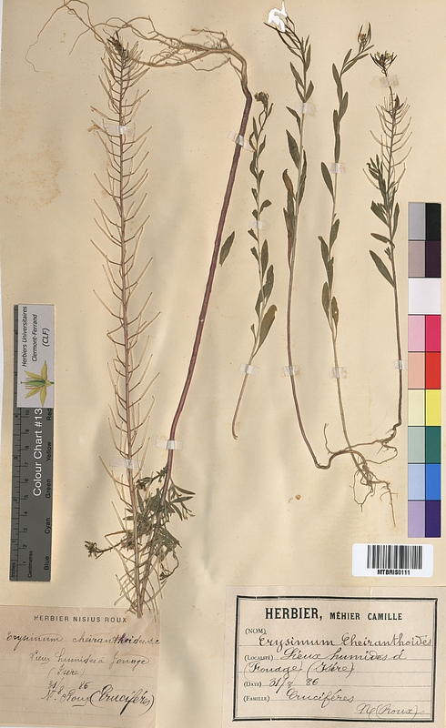 Erysimum cheiranthoides (Brassicaceae)