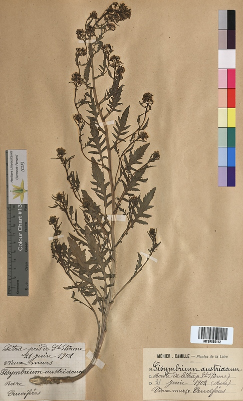 Sisymbrium austriacum (Brassicaceae)