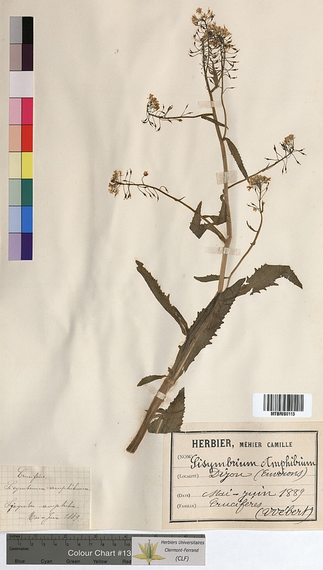 Sisimbryum amphibium (Brassicaceae)