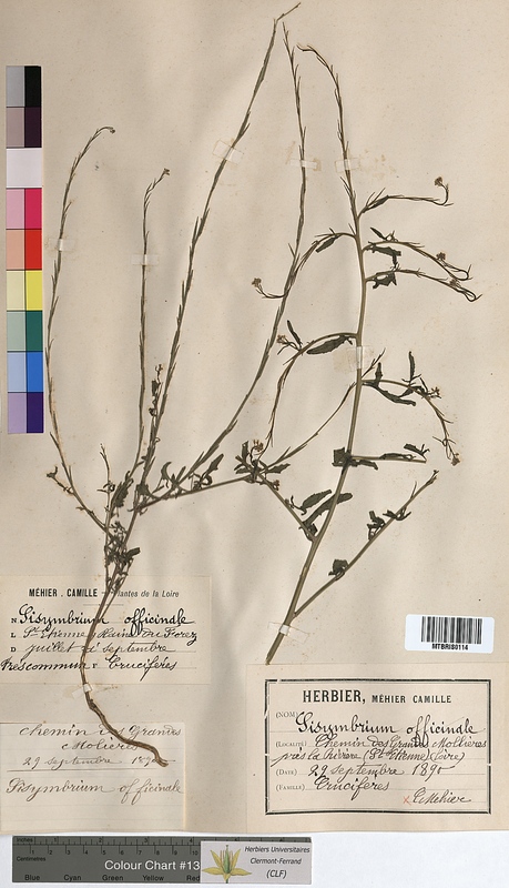 Sisimbryum officinale (Brassicaceae)