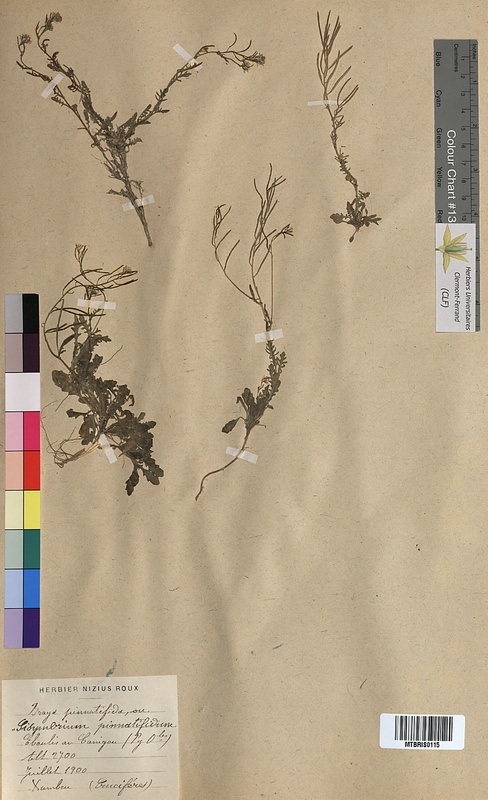 Braya pinnatifida (Brassicaceae)