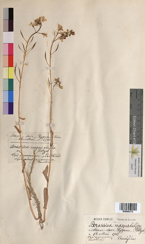 Brassica napus (Brassicaceae)