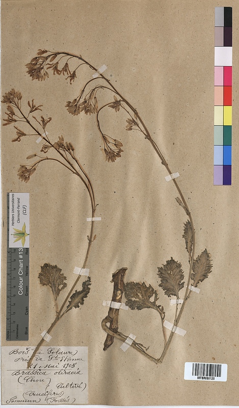 Brassica oleracea (Brassicaceae)