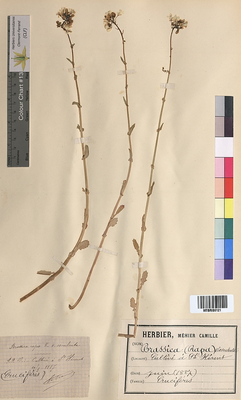 Brassica rapa (Brassicaceae)