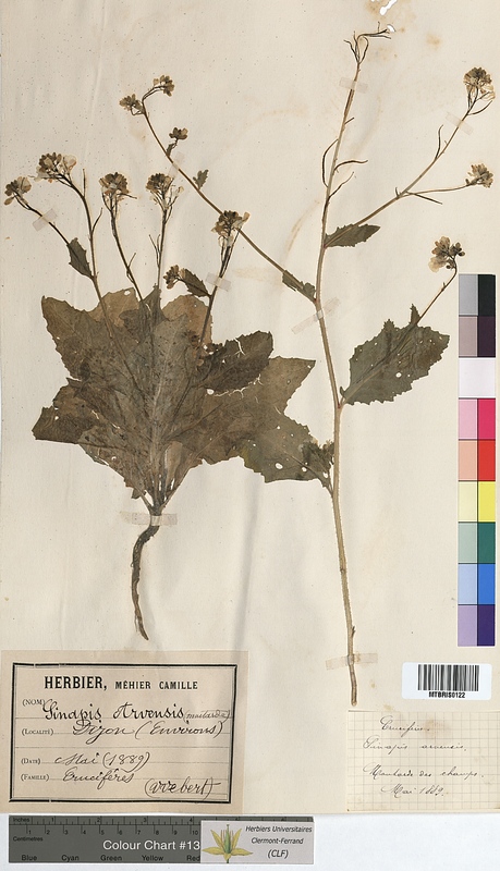 Sinapis arvensis (Brassicaceae)