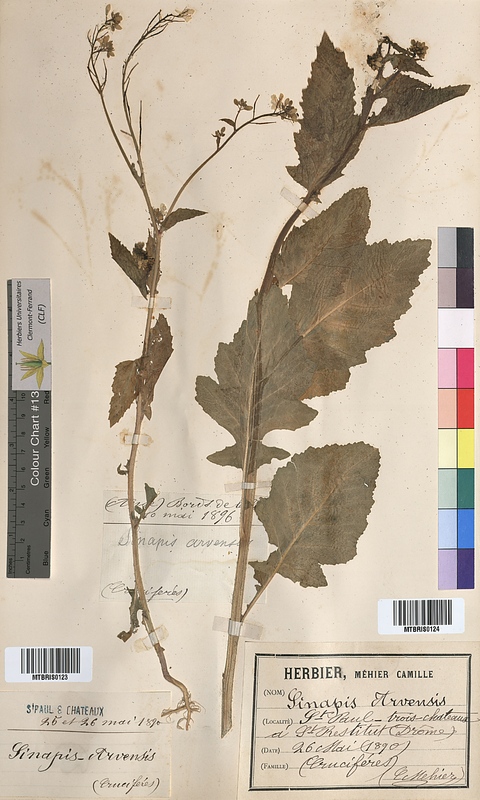Sinapis arvensis (Brassicaceae)