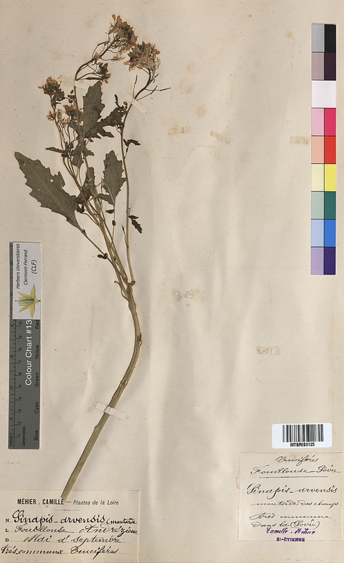Sinapis arvensis (Brassicaceae)