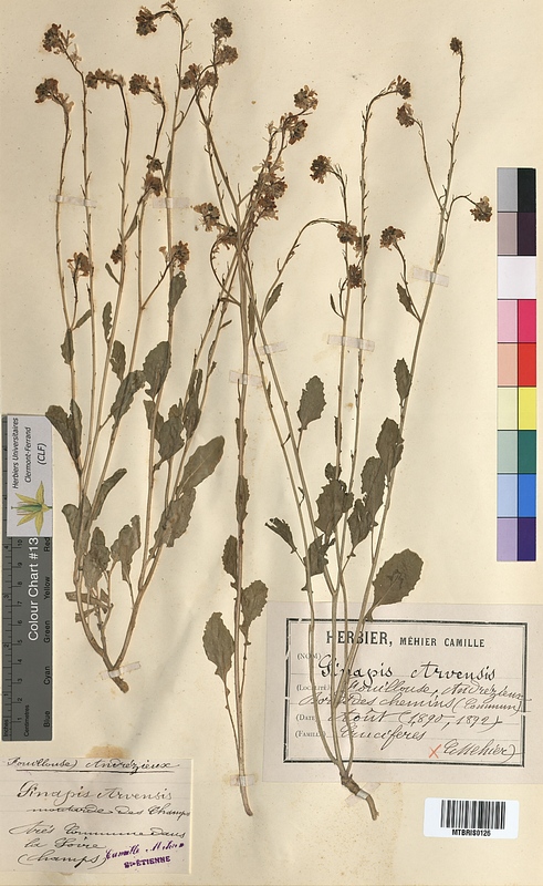 Sinapis arvensis (Brassicaceae)