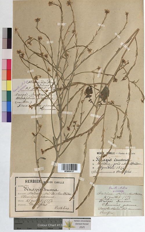 Sinapis incana (Brassicaceae)