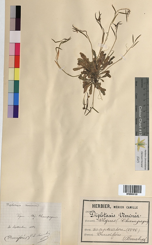 Diplotaxis viminea (Brassicaceae)