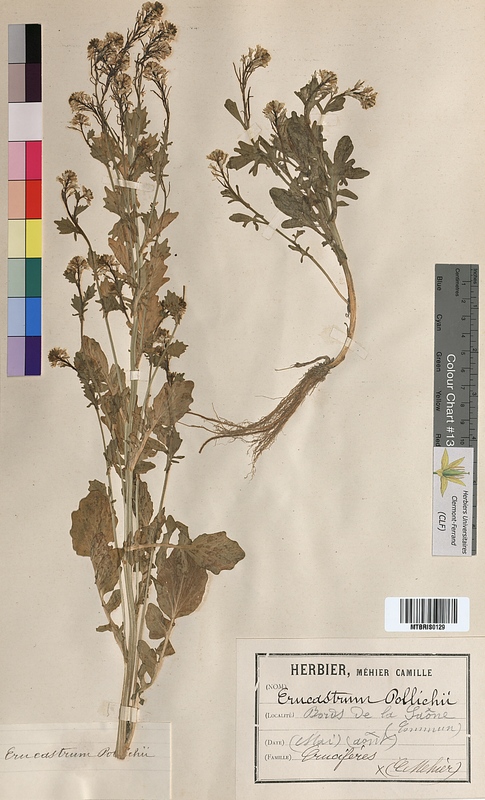 Erucastrum pollichii (Brassicaceae)