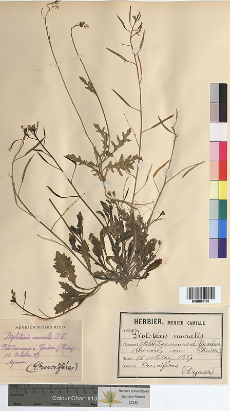 Diplotaxis muralis (Brassicaceae)