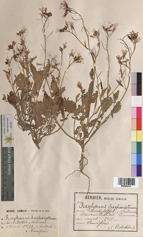 Raphanus raphanistrum (Brassicaceae)