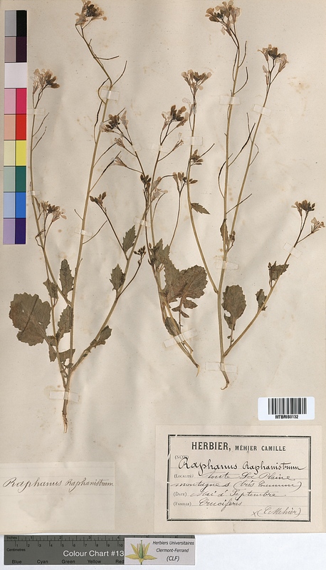 Raphanus raphanistrum (Brassicaceae)