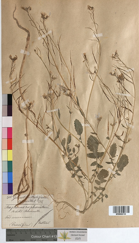Raphanus raphanistrum (Brassicaceae)