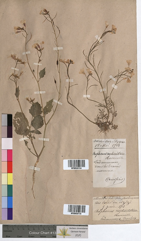 Raphanus raphanistrum (Brassicaceae)