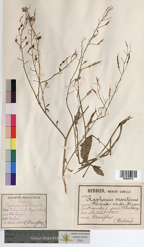 Raphanus raphanistrum (Brassicaceae)