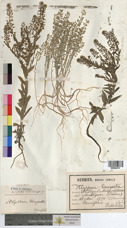 Alyssum campestre (Brassicaceae)