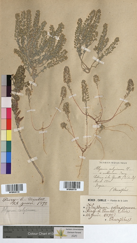 Alyssum calycinum (Brassicaceae)