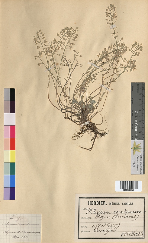 Alyssum montanum (Brassicaceae)