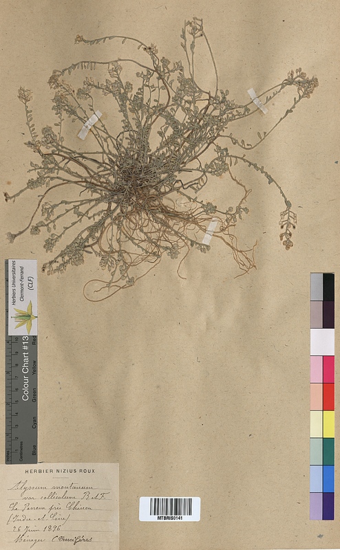 Alyssum montanum (Brassicaceae)