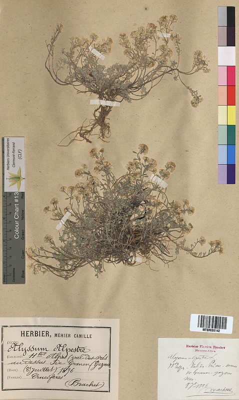 Alyssum alpestre (Brassicaceae)