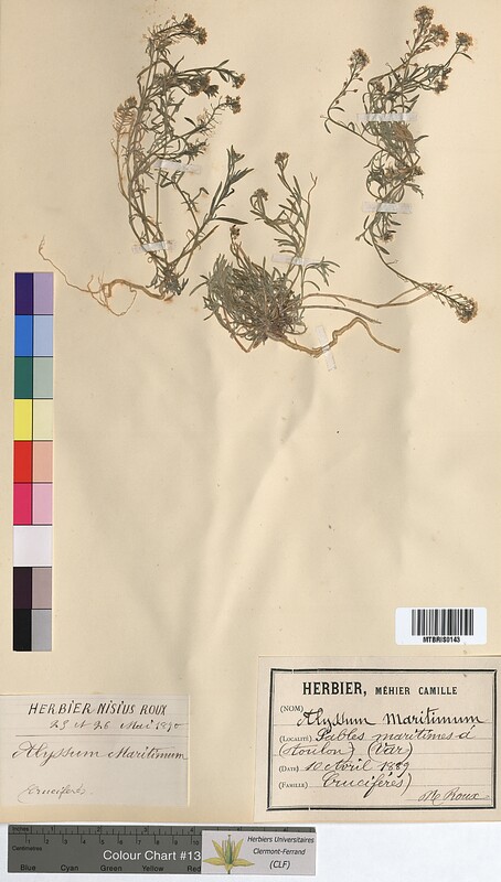 Alyssum maritimum (Brassicaceae)