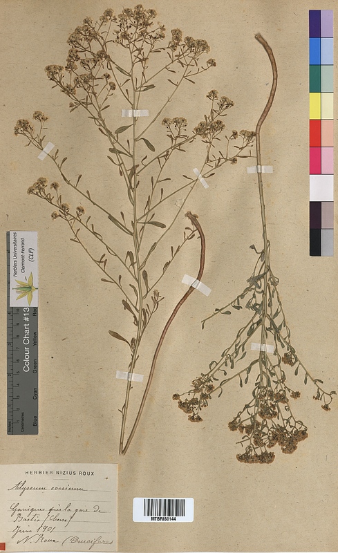 Alyssum corsicum (Brassicaceae)