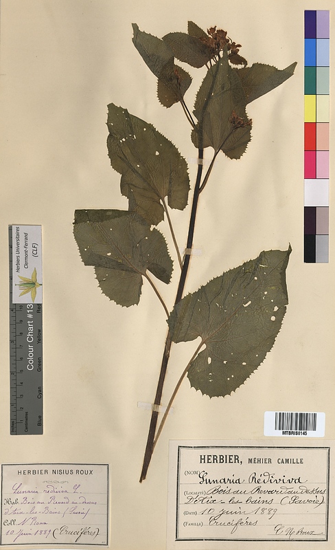 Lunaria rediviva (Brassicaceae)