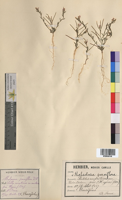 Malcolmia parviflora (Brassicaceae)