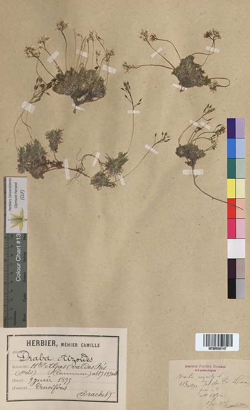 Draba aizoides (Brassicaceae)