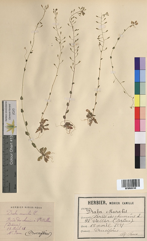 Draba muralis (Brassicaceae)