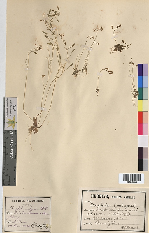 Erophila vulgaris (Brassicaceae)
