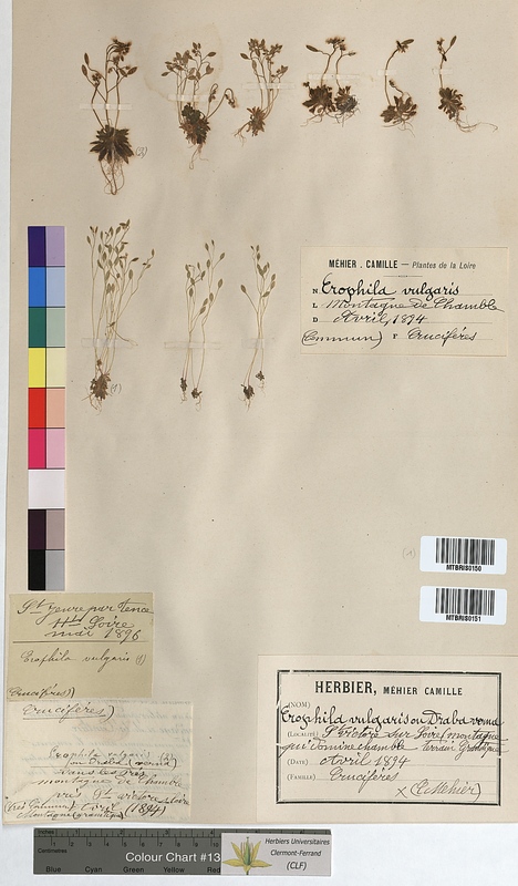 Erophila vulgaris (Brassicaceae)
