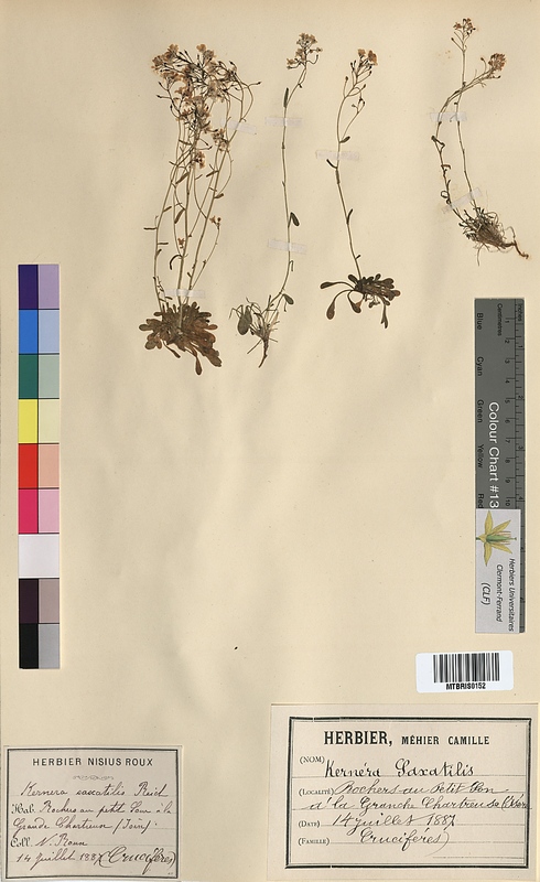 Kernera saxatilis (Brassicaceae)