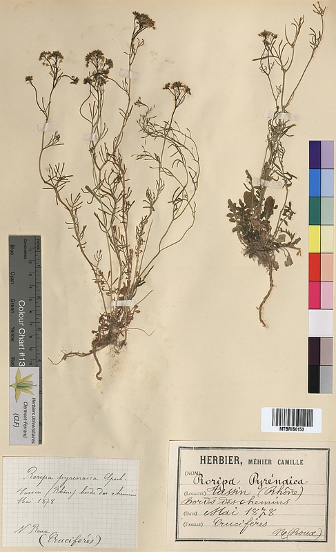 Rorippa pyrenaica (Brassicaceae)
